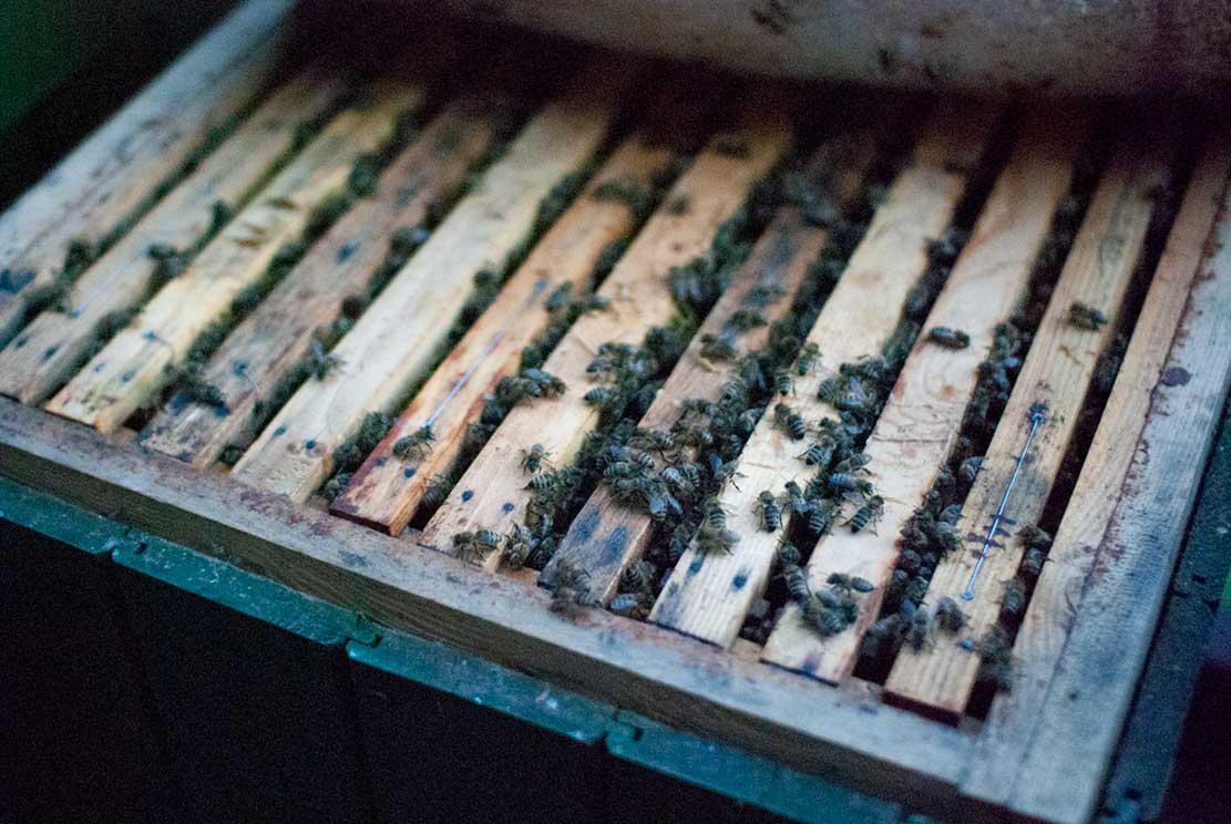 top of a beehive exposed with wooden ribs and their gabs filled with crawling bees
