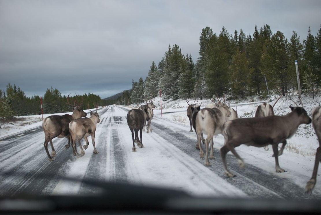 reindeer running gently on a snowy road in the front of a car